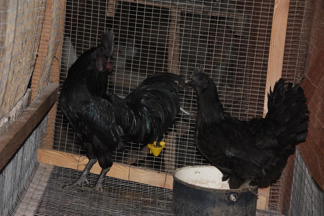 Cemani / Ayam Cemani